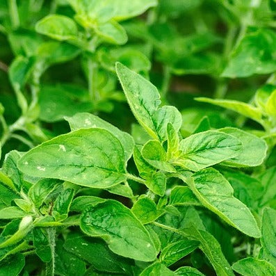 Oregano etherische olie