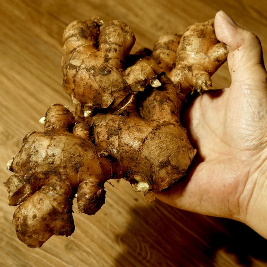 Gember etherische olie